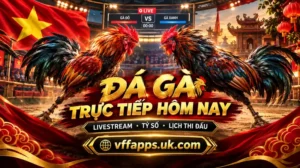 Đá Gà Trực Tiếp Hôm Nay